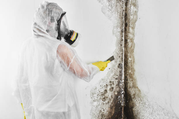 Best Commercial Mold Removal  in Orangeburg, SC