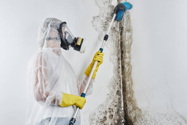 Trusted Orangeburg, SC Mold Removal Experts