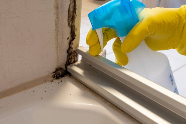 Best Black Mold Removal  in Orangeburg, SC