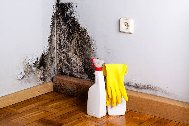 Best Local Mold Removal Service  in Orangeburg, SC